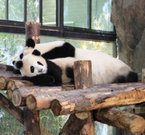 上海野生動物園のパンダ親子