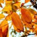 上海の紅葉