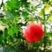 白雲山で見た赤くてモジャモジャの花