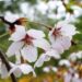 桜,染井吉野