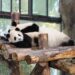 上海野生動物園のパンダ親子